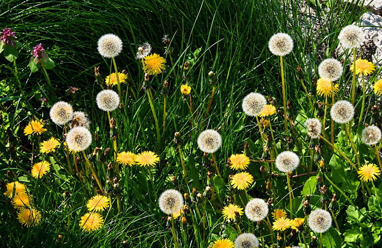 Dandelions